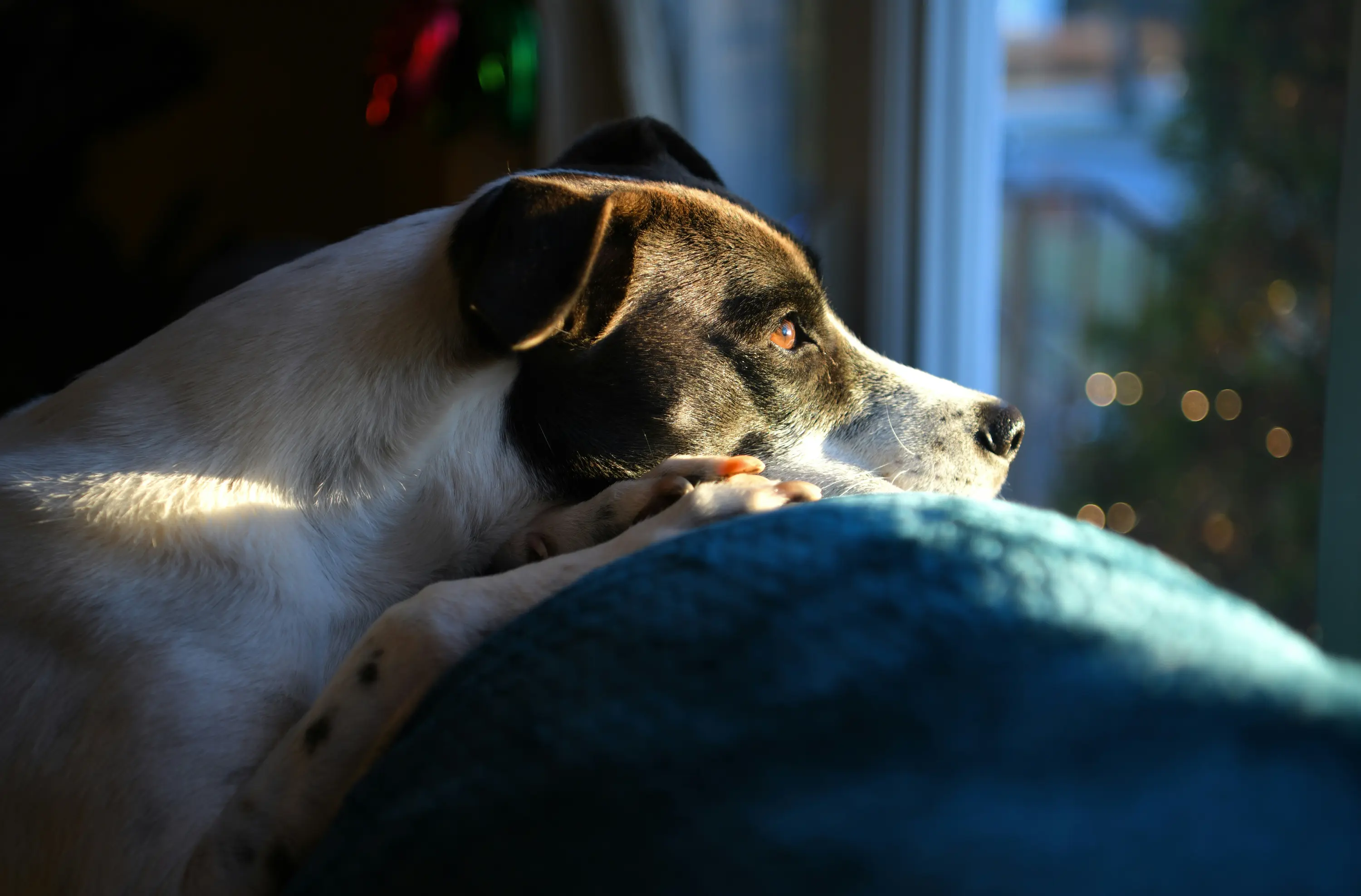 A dog resting quietly on a cushion, looking out a window in warm light