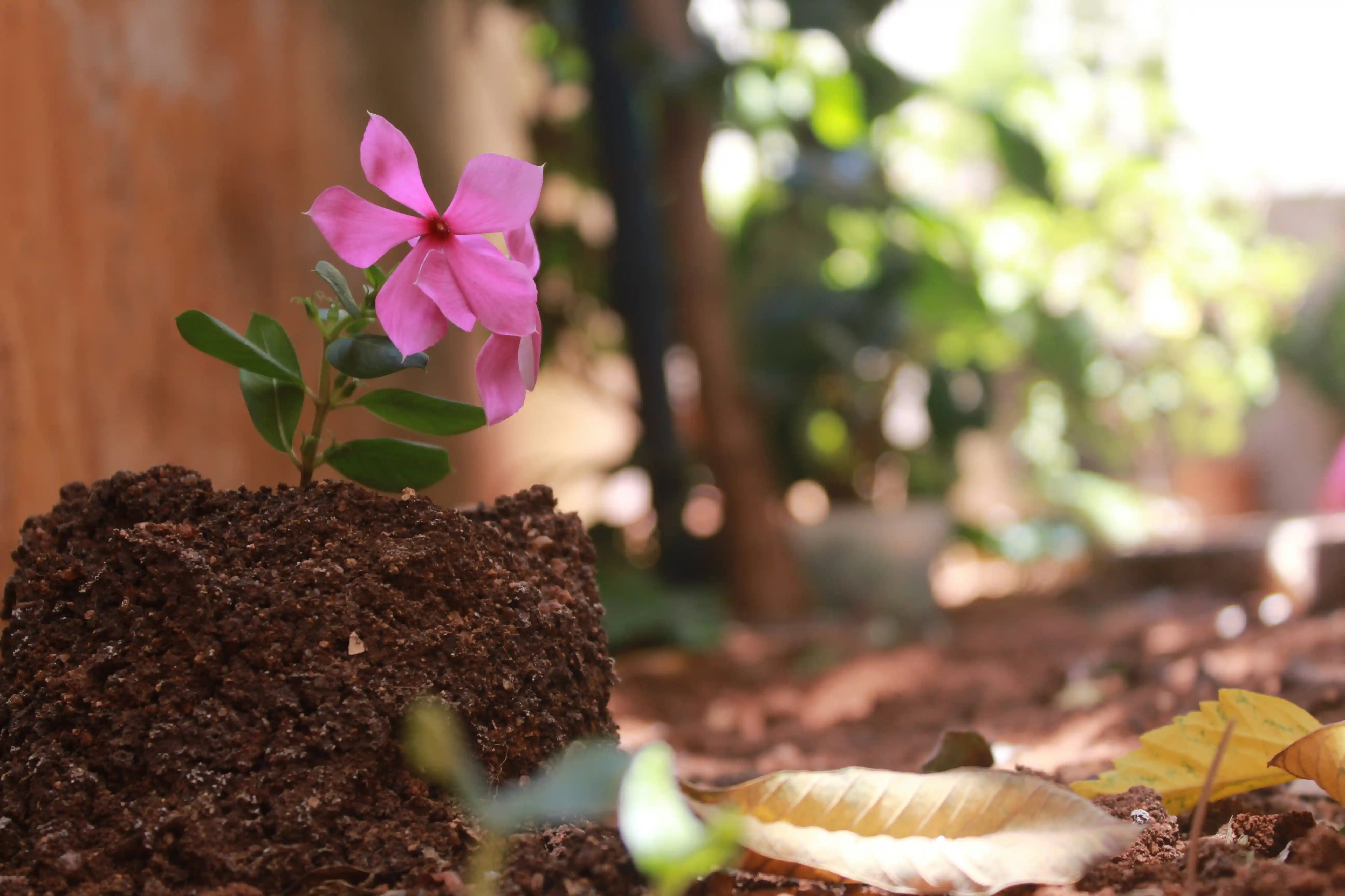A small pink flower growing in soil in a garden